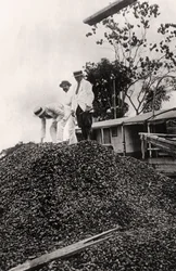 Nueces de Brasil cosechadas del Valle del Amazonas, c1900s