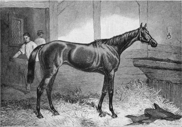Duquesa Marrón, siglo XIX, 1911
