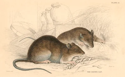 Rata marrón Rattus rattus, 1828