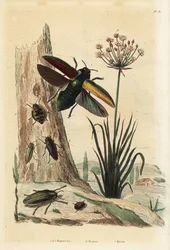 Escarabajos Buprestis 1-5, junco florido, Butomus umbellatus 6, y escarabajo píldora, Byrrhus pilula 7