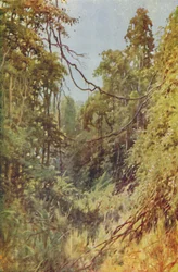 Selva birmana, 1924