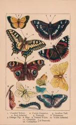 Mariposas, siglo XIX