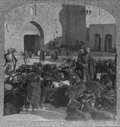 Comprando cabras en la Puerta de Damasco, Jerusalén, c. 1900