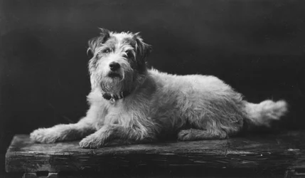 César, el perro favorito del Rey Eduardo, siglo XX