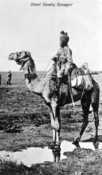 Transporte de caballería de camellos, India, siglo XX