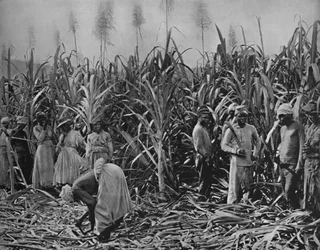 Cortadores de caña en Jamaica, 1891