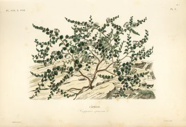 Alcaparra o rosa de Flinders, Capparis spinosa