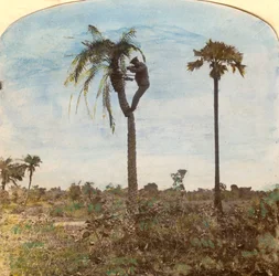 El capitán Osman disparando desde un árbol con la ayuda de correas, India, 1900s