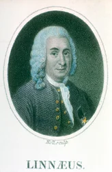 Carolus Linnaeus, naturalista sueco del siglo XVIII, principios del siglo XIX