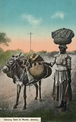 Llevando Carbón al Mercado, Jamaica, principios del siglo XX