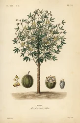 Yuca o mandioca, Manihot esculenta, Manihot edulis