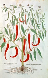 Planta de pimienta de Cayena Capsicum, siglo XVI