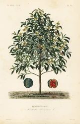 Árbol de champaca, Magnolia champaca
