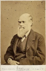 Charles Darwin, naturalista inglés, c 1870s