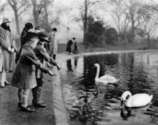 Niños alimentando a los cisnes en el Serpentine, Londres, 1926-1927