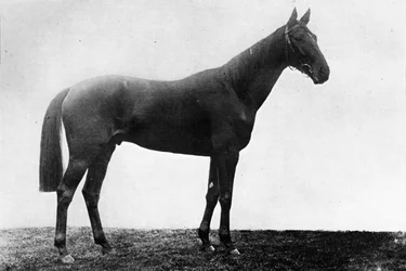 Margarita de Navidad, 1911