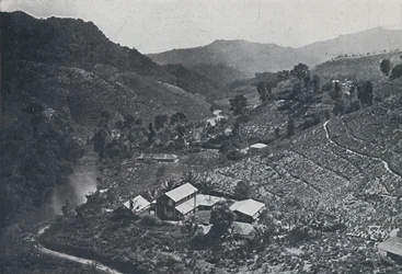Plantación de té cingalés, 1924