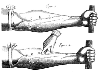 Circulación de la sangre, 1628