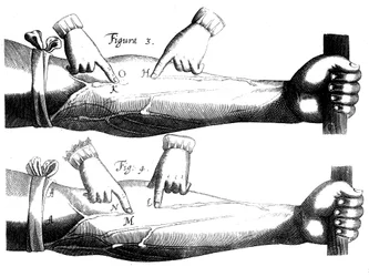 Circulación de la sangre