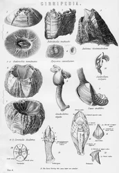Cirripedia, siglo XIX