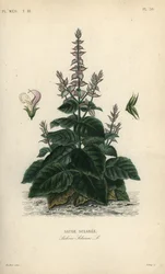 Salvia sclarea, Salvia sclarea, Sauge sclaree