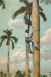 Subiendo la Palma Real, 1910
