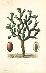 Cactus cochinilla, Nopalea cochenillifera, Opuntia cochenillifera, Cactus cochenillifer, Cactus coccinellifer, Cactus a cochenilles