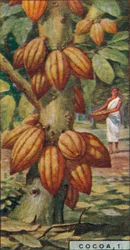 Cacao, 1. - Árbol de Cacao, Trinidad, 1928