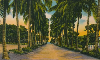 Avenida de los Cocoteros, Barranquilla, c1940s