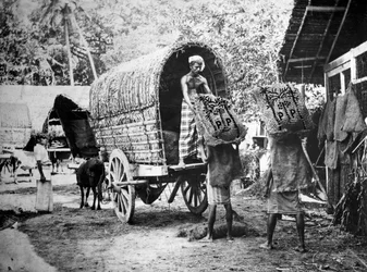 Producción de coco, India, siglo XX