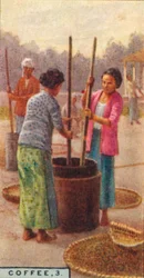 Café, 3. Descascarado de los granos, Java