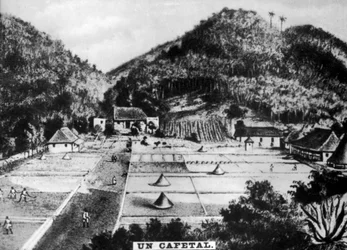 Plantación de café, Cuba, 1768 c1910