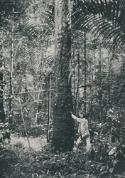 Recolección de caucho, 1916