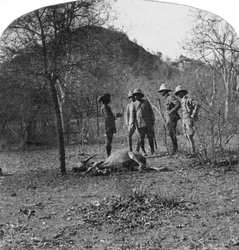 Coronel Afsurul Mulk en una cacería de tigres, India, 1900s