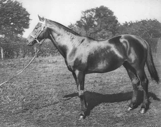 Común, siglo XIX, 1911