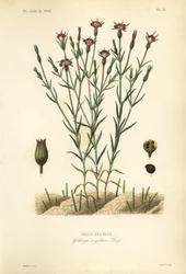 Cizaña común, Agrostemma githago, Githago segetum, Nielle des blés, grabado en acero coloreado a mano por L