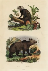 Tití común y oso pardo con abejas