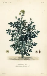 Ruda de prado común