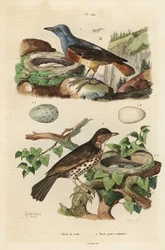 Roquero común con nido y huevos, Monticola saxatilis, y zorzal común con nido y huevos, Turdus philomelos