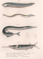 Pez serpiente común. Anguila de arena común. Hornhecht común. Medio pico brasileño, c.1850s