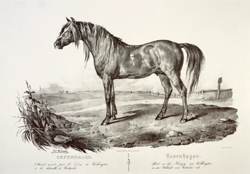 Copenhague, el caballo del Duque de Wellington