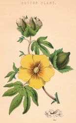 Planta de algodón, siglo XIX