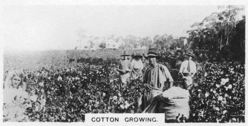 Recolección de algodón, Australia, 1928