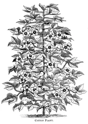 Planta de algodón, c1880