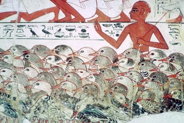 Contando los gansos: fragmento de pintura mural de la tumba de Nebamun, Tebas, Egipto, c. 1350 a.C.