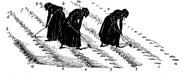 Rotación de cultivos: mujeres aclarando nabos, 1855