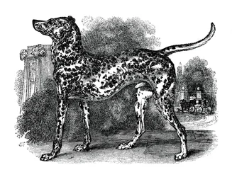 Perro dálmata, 1848