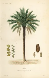 Palmera datilera, Phoenix dactylifera, Dattier