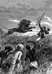 David Livingstone, misionero escocés y explorador africano, siendo atacado por un león, c1860