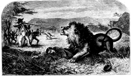 David Livingstone, salvado de un león por Mebalwe, un maestro de escuela nativo, 1857
